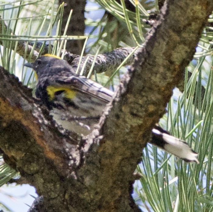 Yellow-rumped Warbler (Audubon's) - ML642308274
