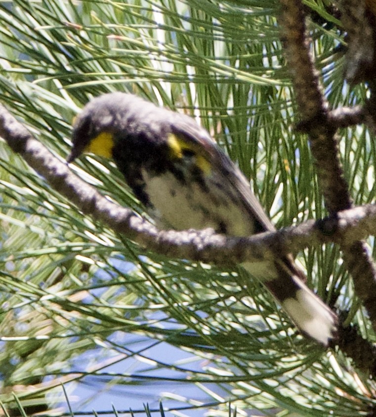 Yellow-rumped Warbler (Audubon's) - ML642308276