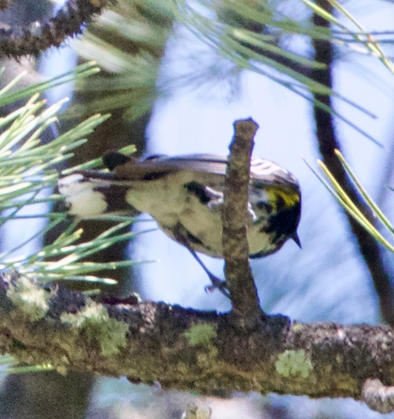 Yellow-rumped Warbler (Audubon's) - ML642308278