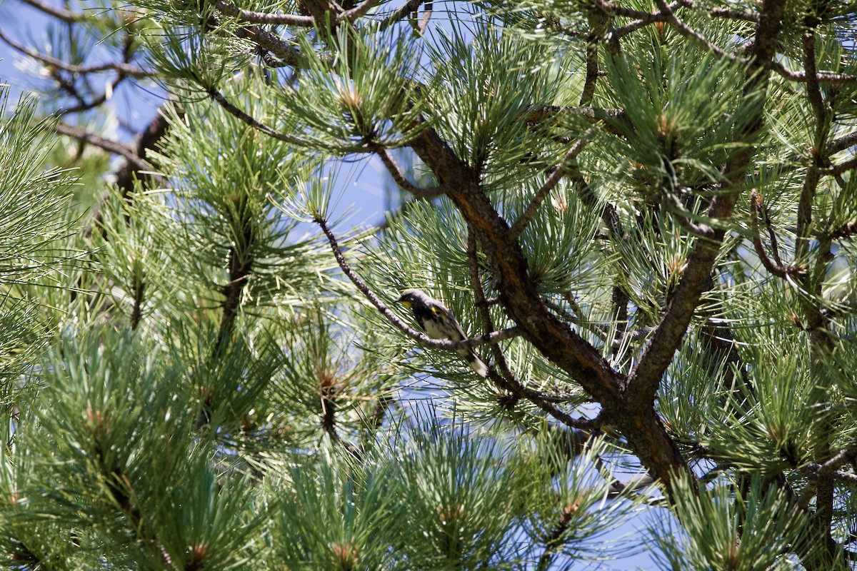 Yellow-rumped Warbler (Audubon's) - ML642308279
