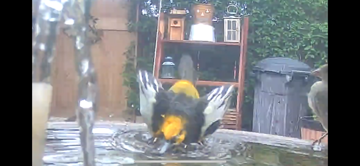 Bullock's Oriole - ML642308285