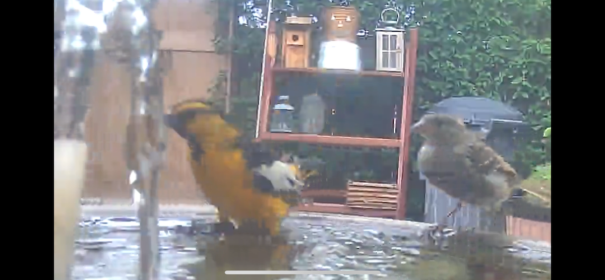 Bullock's Oriole - ML642308286