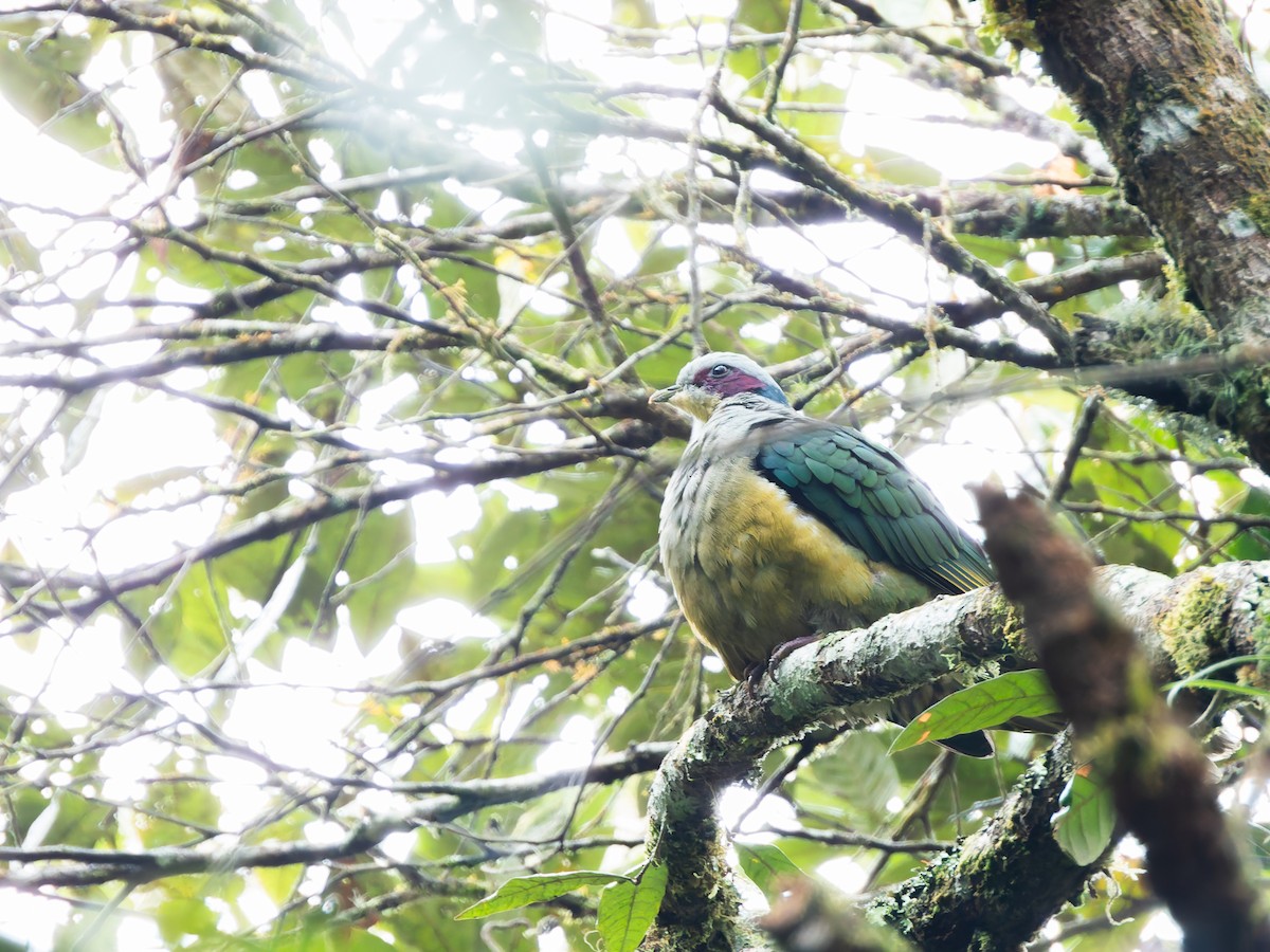 Red-eared Fruit-Dove (Red-eared) - ML642308289