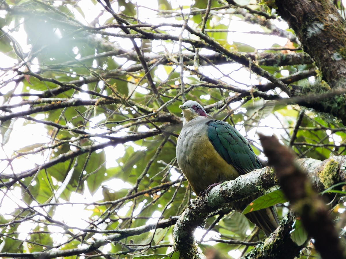 Red-eared Fruit-Dove (Red-eared) - ML642308290