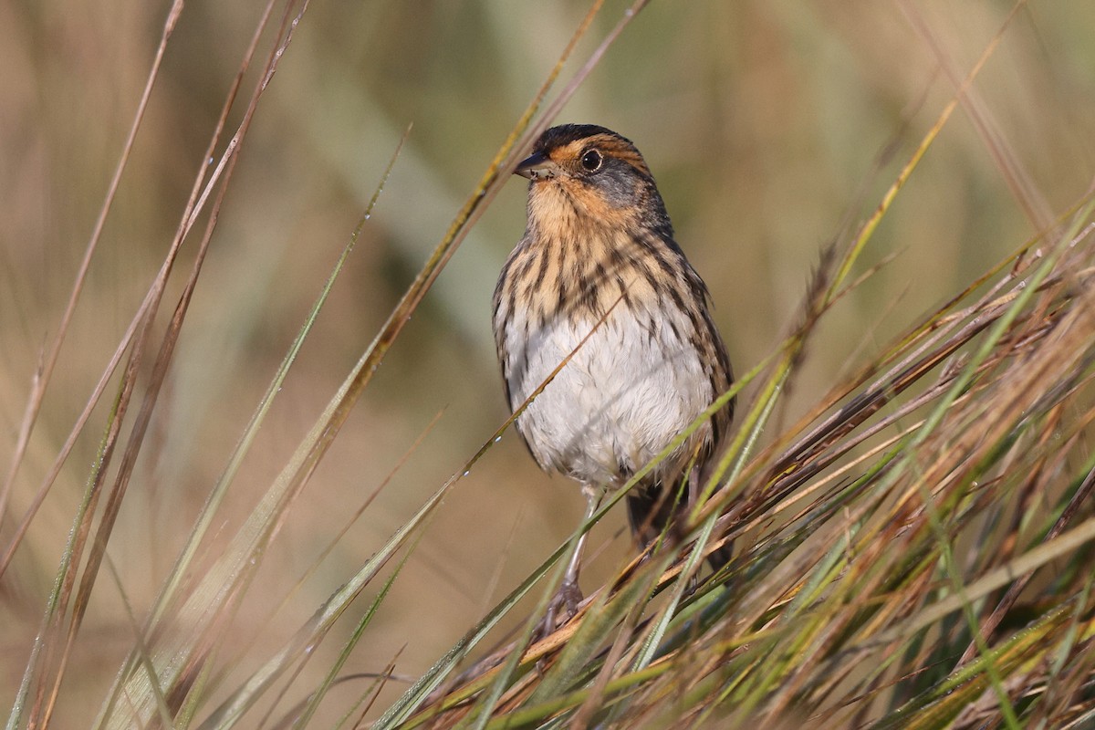 Nelson's/Saltmarsh Sparrow (Sharp-tailed Sparrow) - ML642308295
