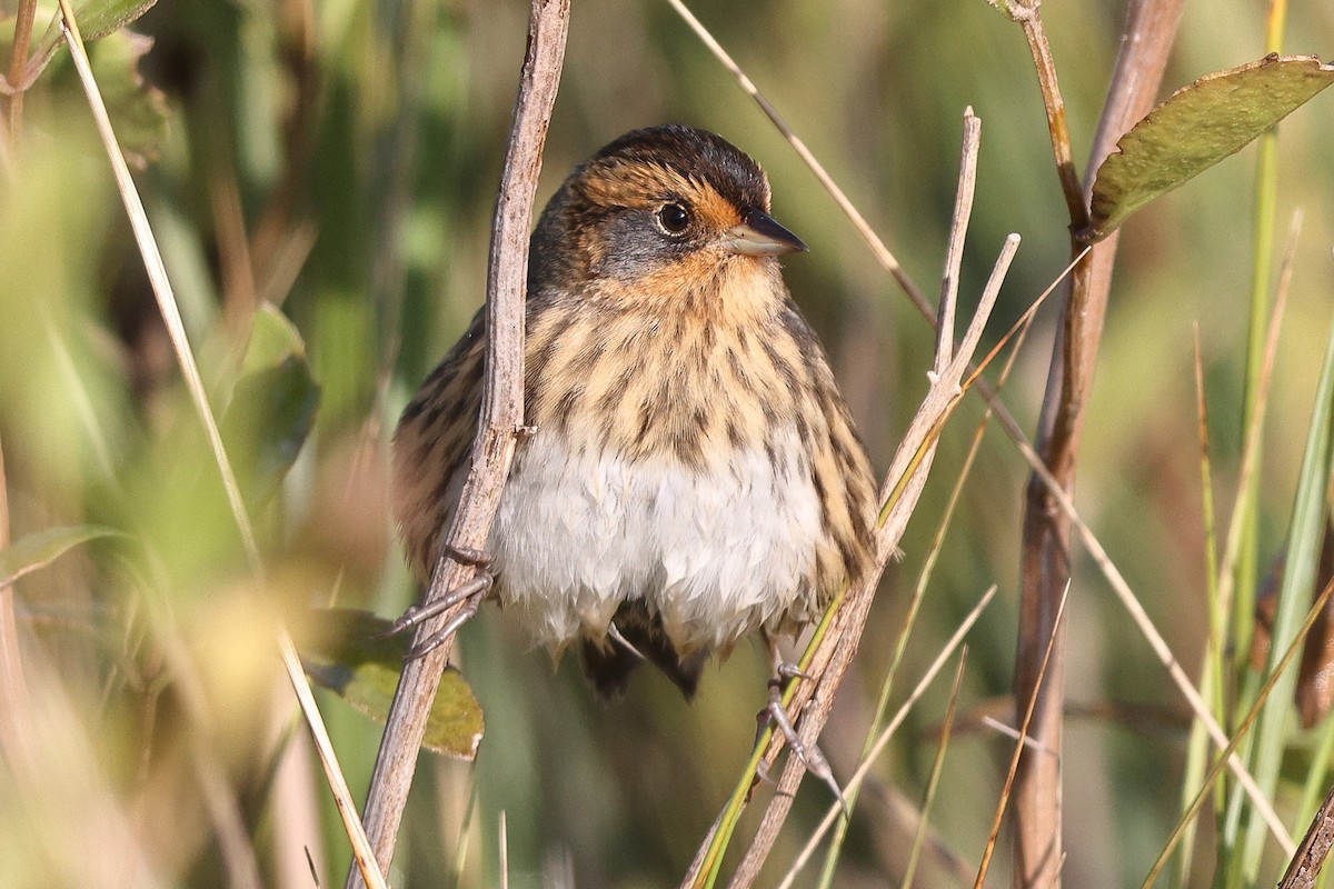 Nelson's/Saltmarsh Sparrow (Sharp-tailed Sparrow) - ML642308302