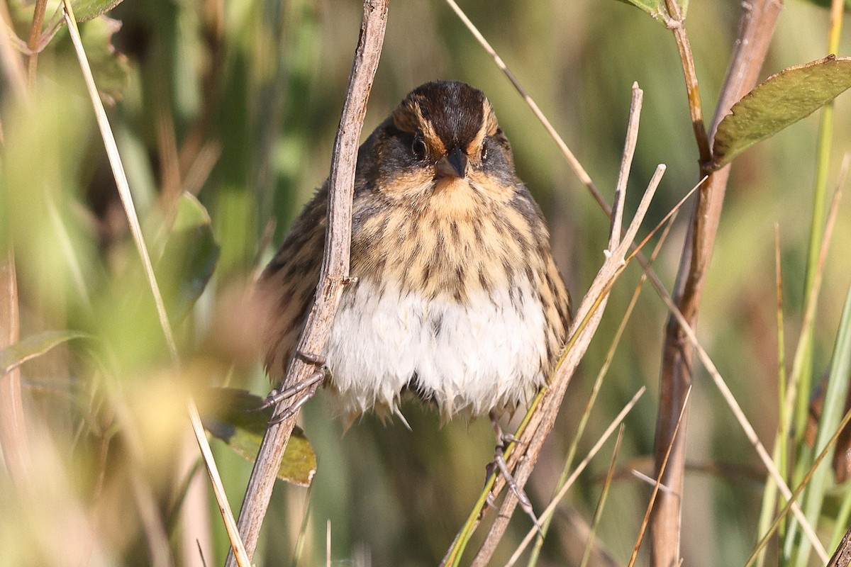 Nelson's/Saltmarsh Sparrow (Sharp-tailed Sparrow) - ML642308303