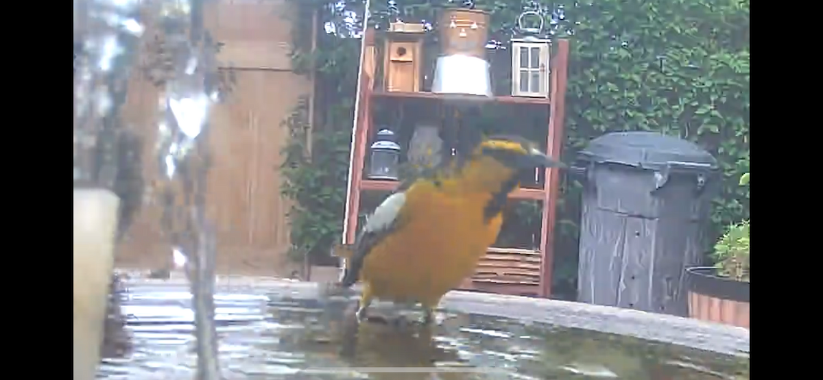 Bullock's Oriole - ML642308306