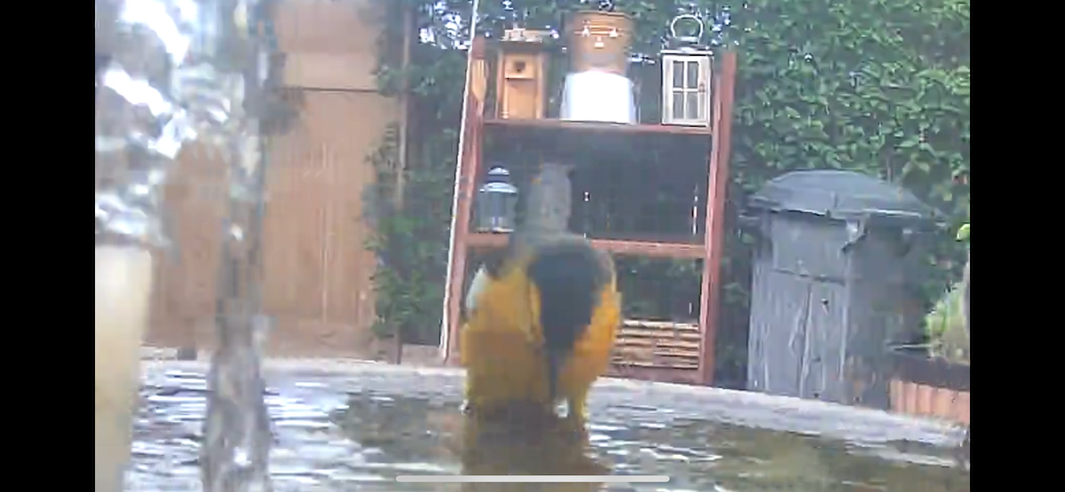 Bullock's Oriole - ML642308307