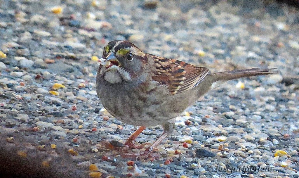 White-throated Sparrow - ML642308320