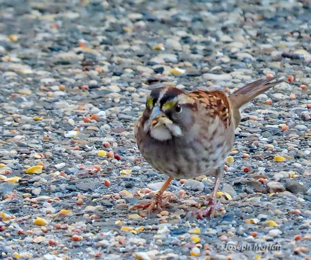 White-throated Sparrow - ML642308321