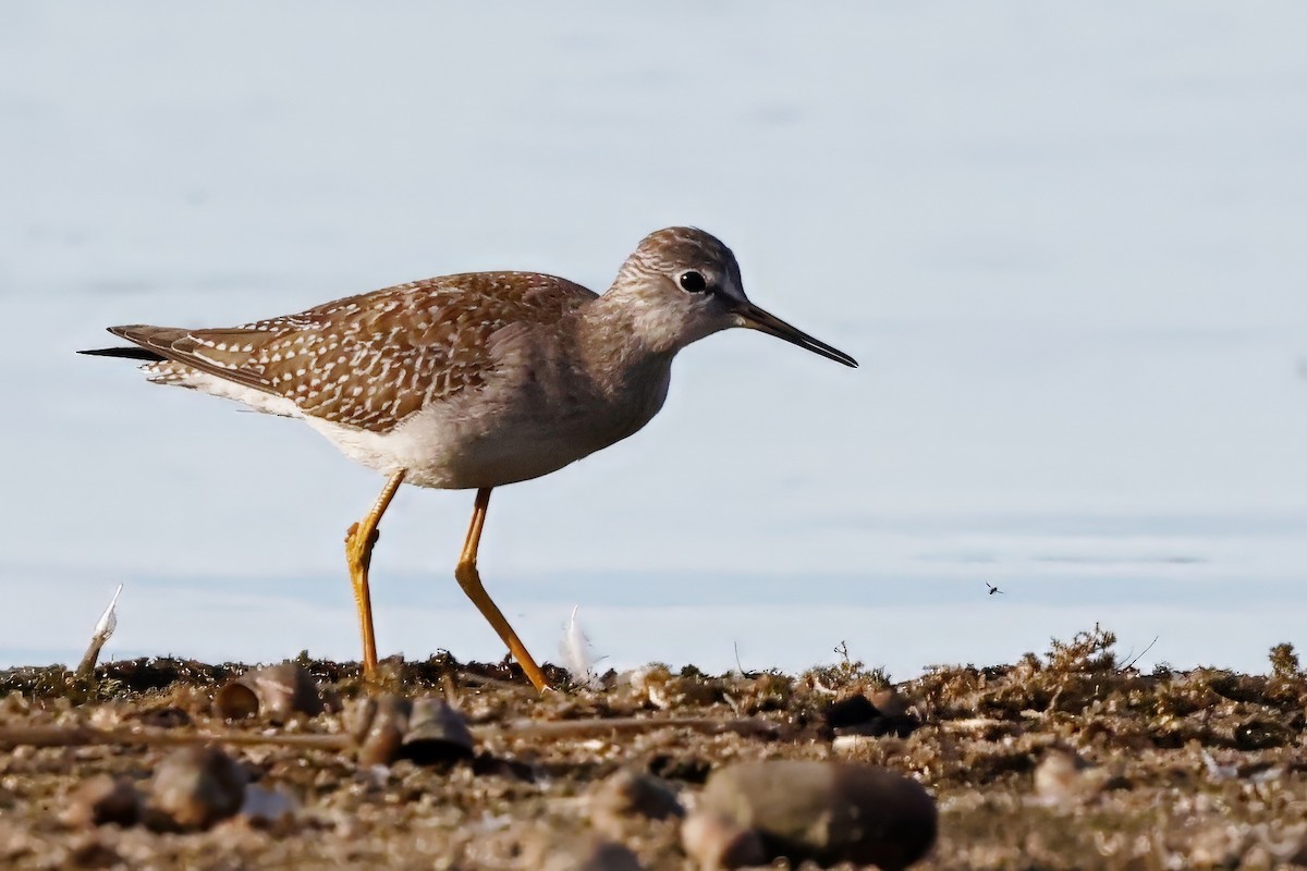 Lesser Yellowlegs - ML642308322
