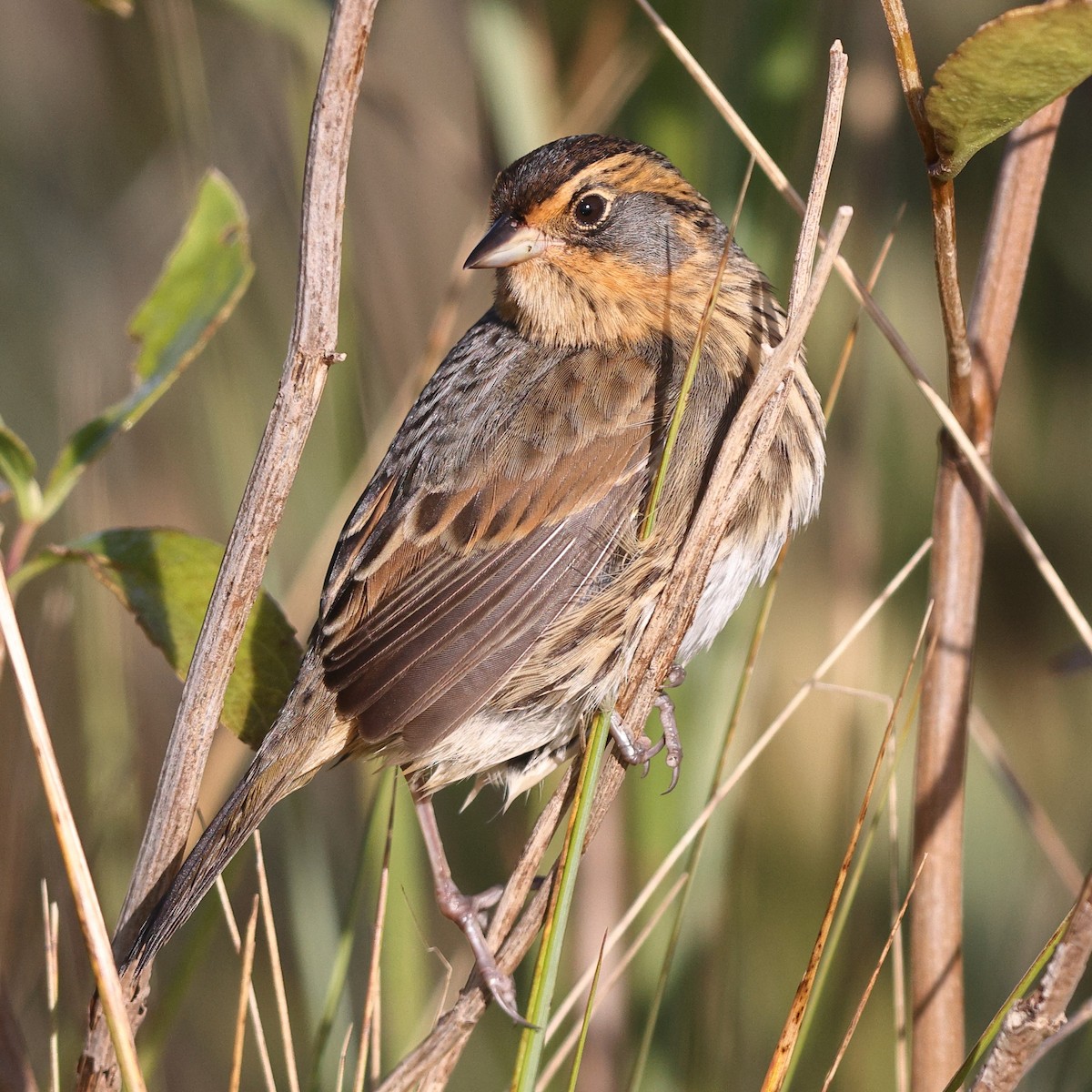 Nelson's/Saltmarsh Sparrow (Sharp-tailed Sparrow) - ML642308323