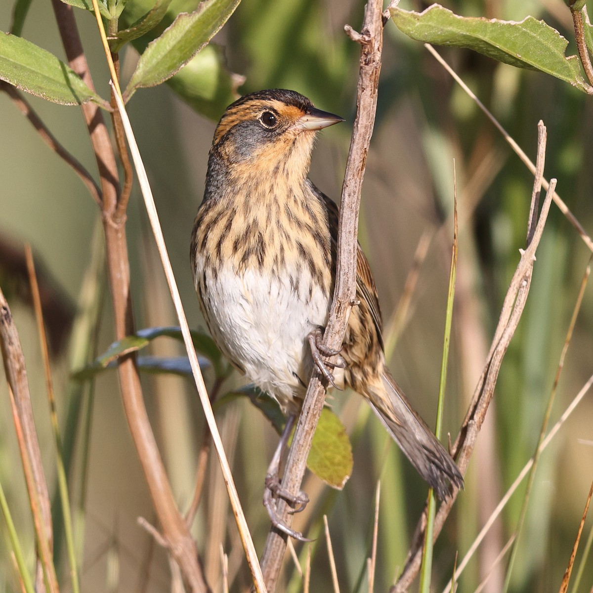Nelson's/Saltmarsh Sparrow (Sharp-tailed Sparrow) - ML642308324