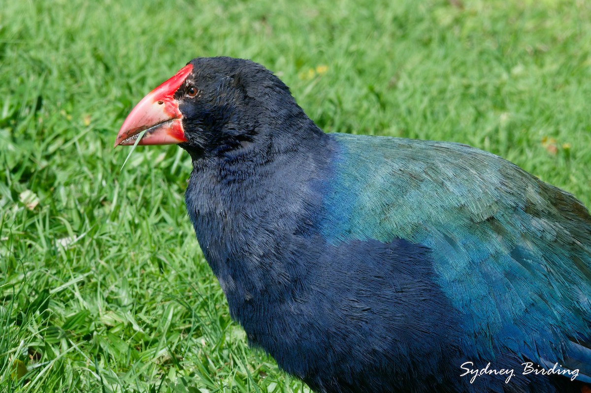 South Island Takahe - ML642308327