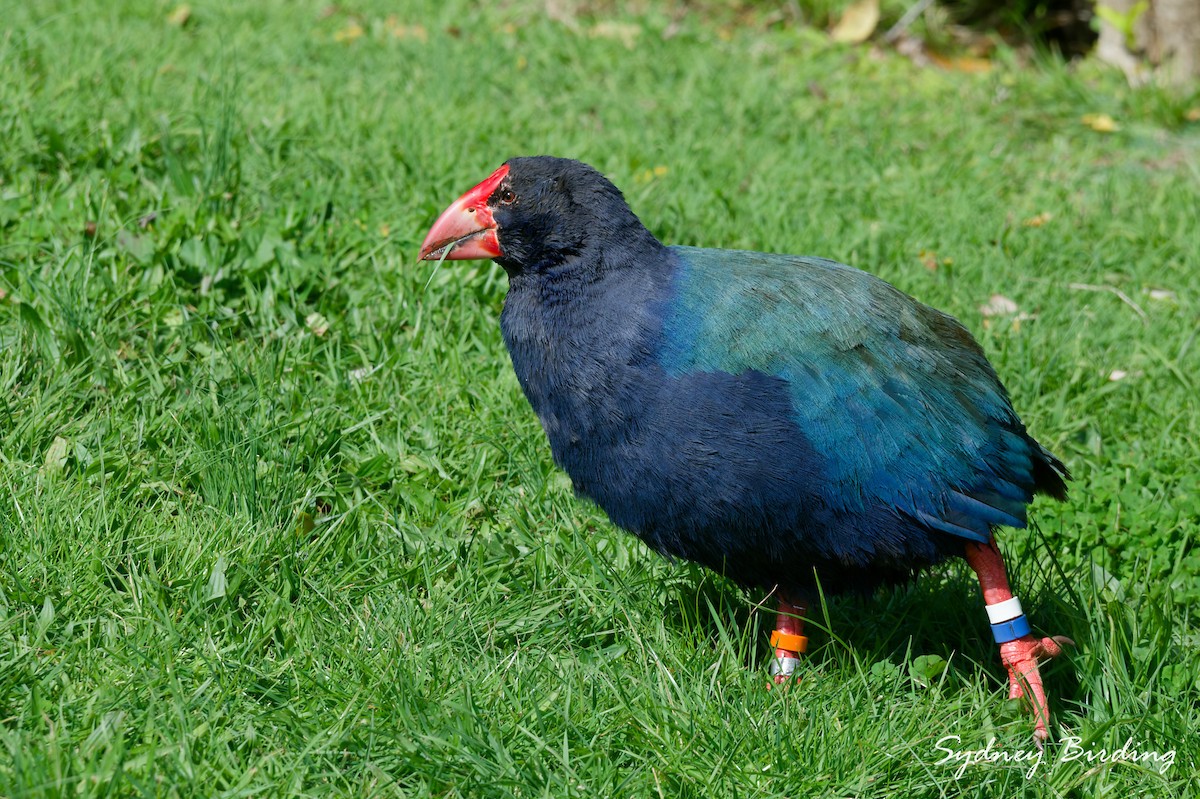 South Island Takahe - ML642308328
