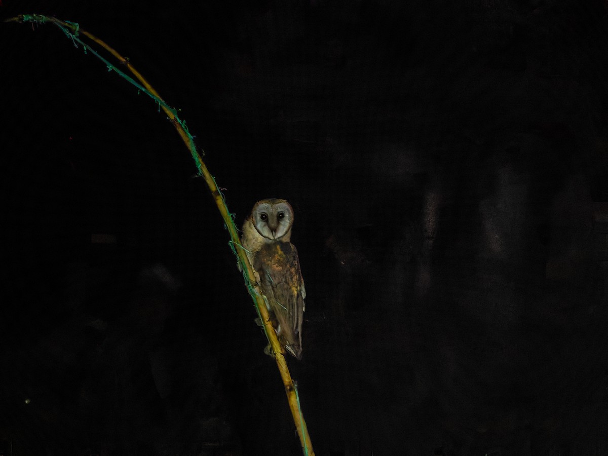 Sulawesi Masked-Owl - ML642308336