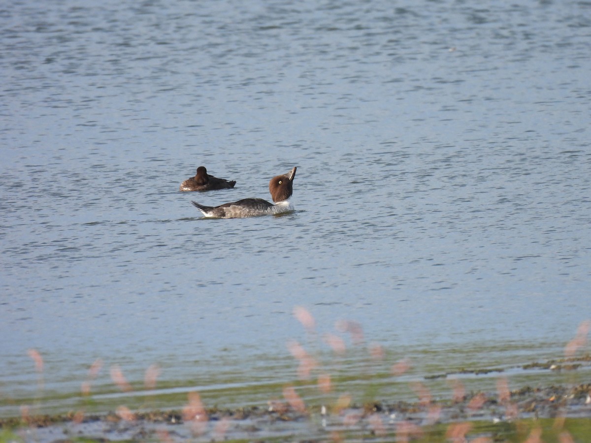 Common Goldeneye - ML642308338