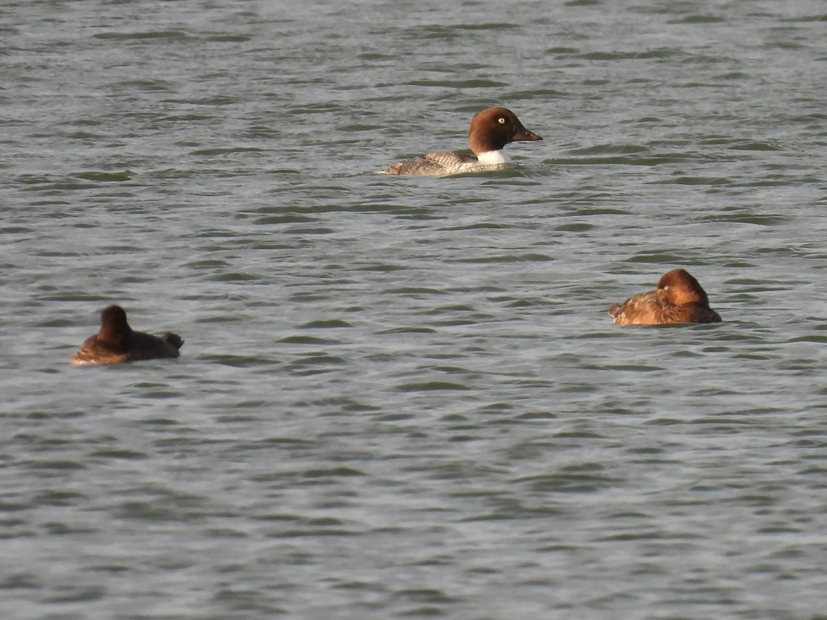 Common Goldeneye - ML642308339