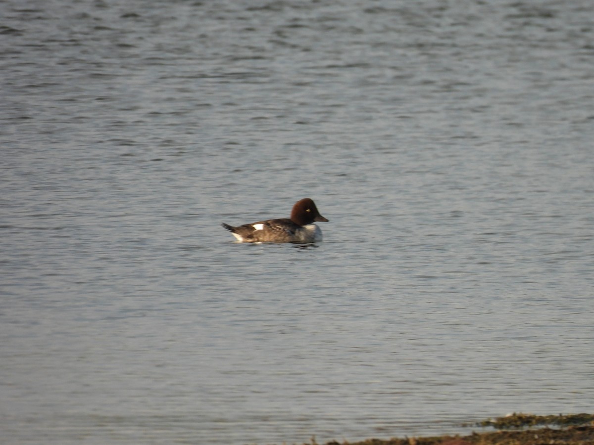 Common Goldeneye - ML642308341