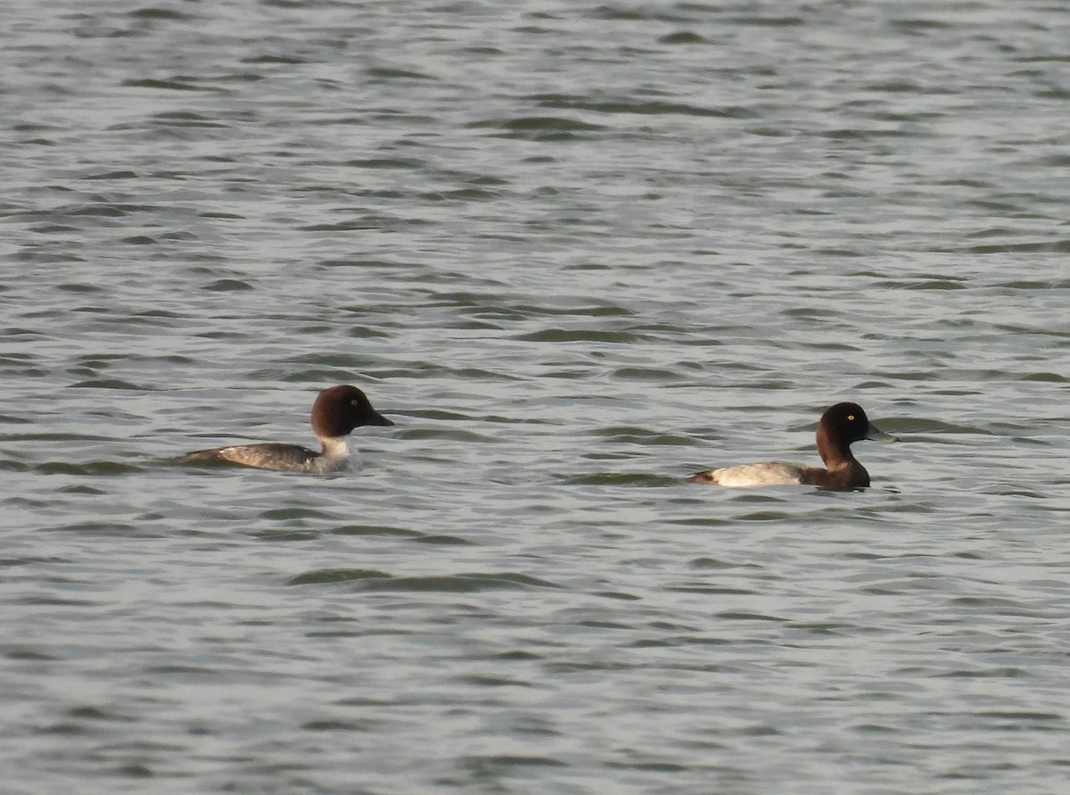 Common Goldeneye - ML642308342