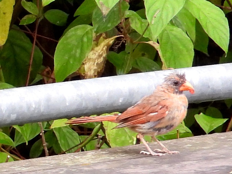 Northern Cardinal - ML642308344