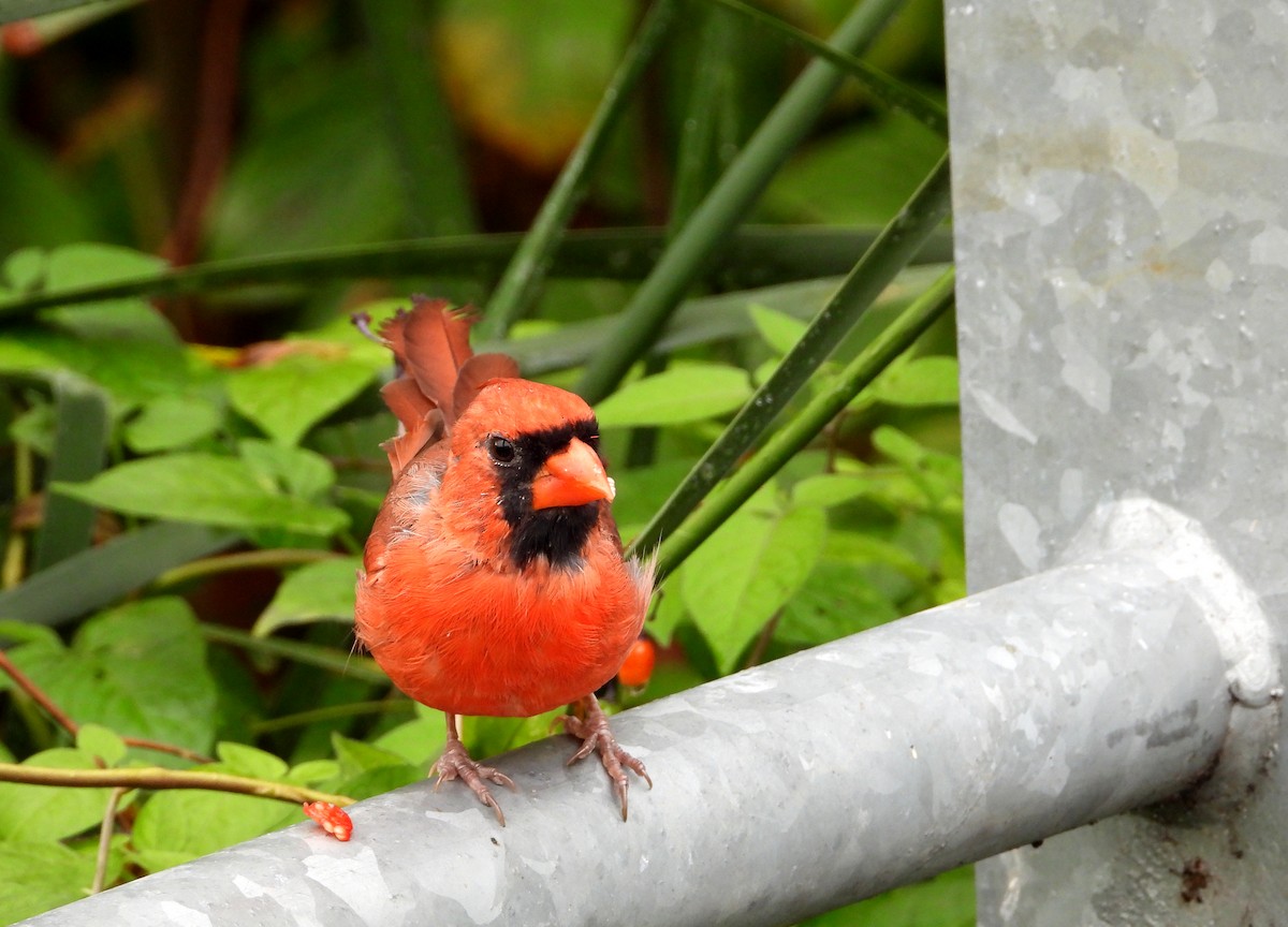 Northern Cardinal - ML642308345