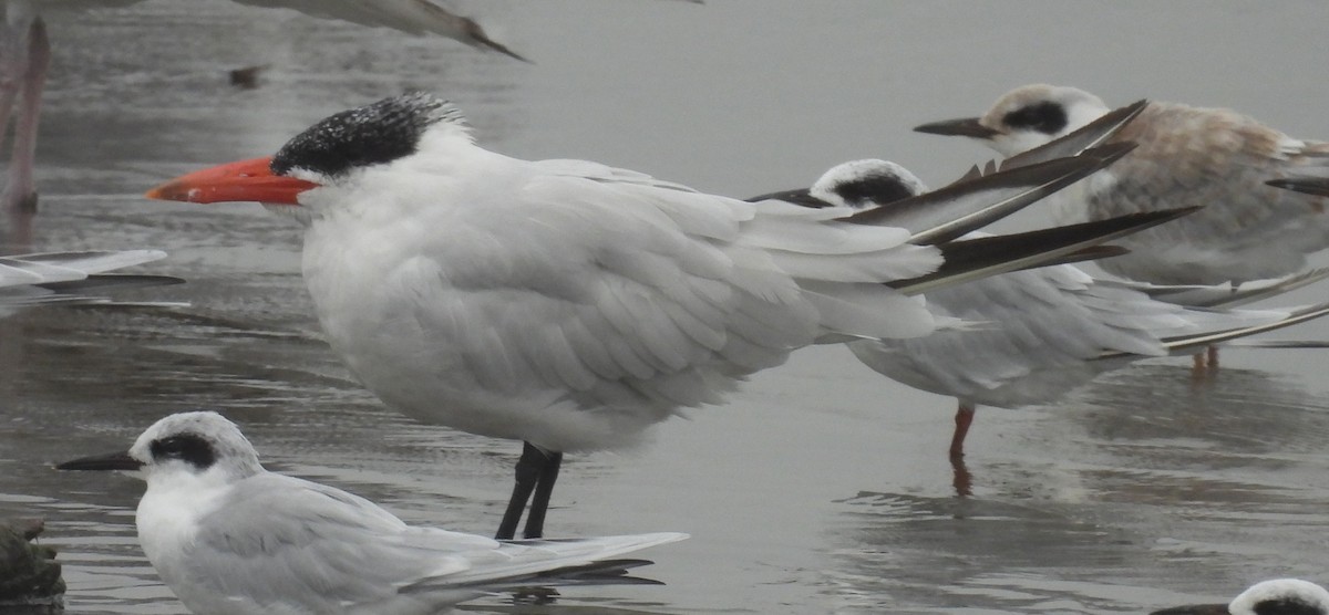Caspian Tern - ML642308347