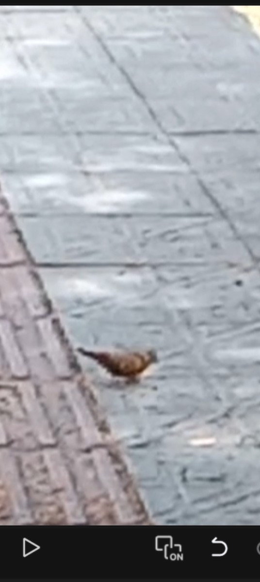 bird sp. - ML642308349