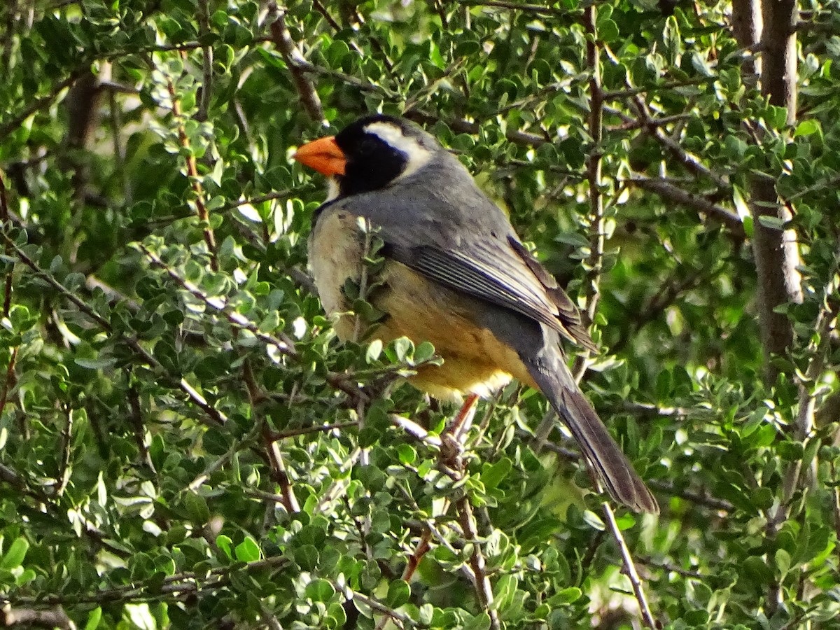 Golden-billed Saltator - ML642308350