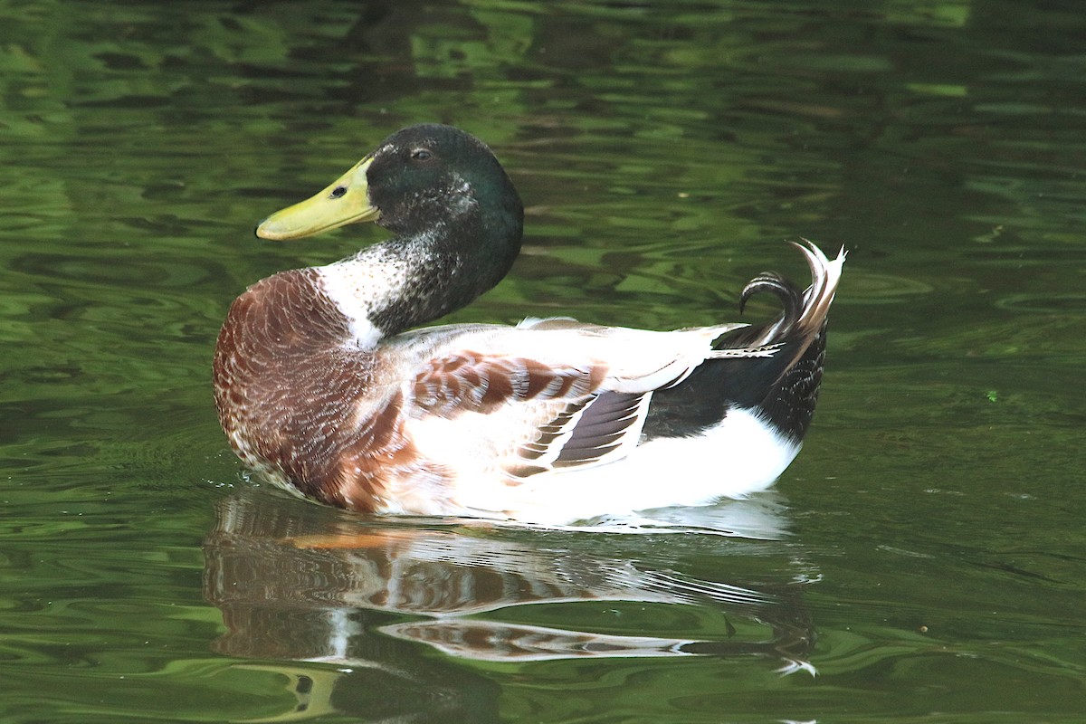 Mallard (Domestic type) - ML642308354
