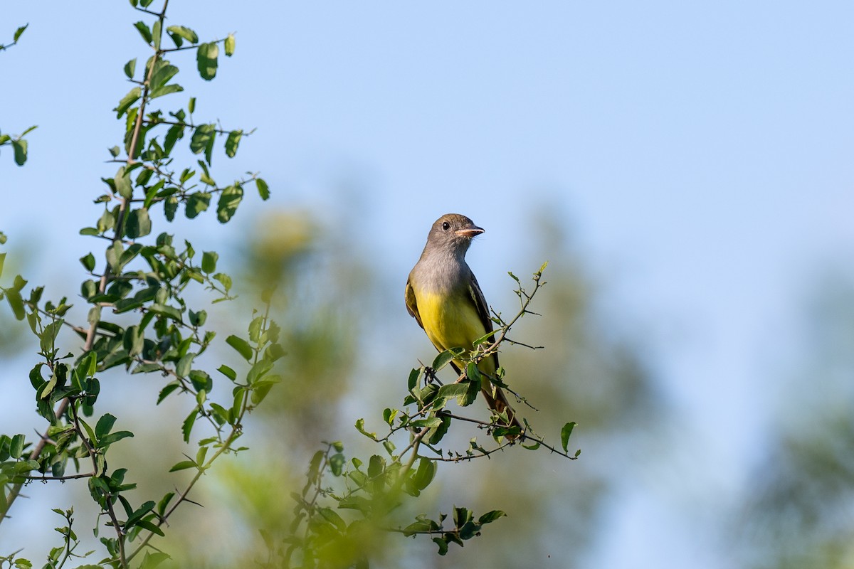 Great Crested Flycatcher - ML642308355