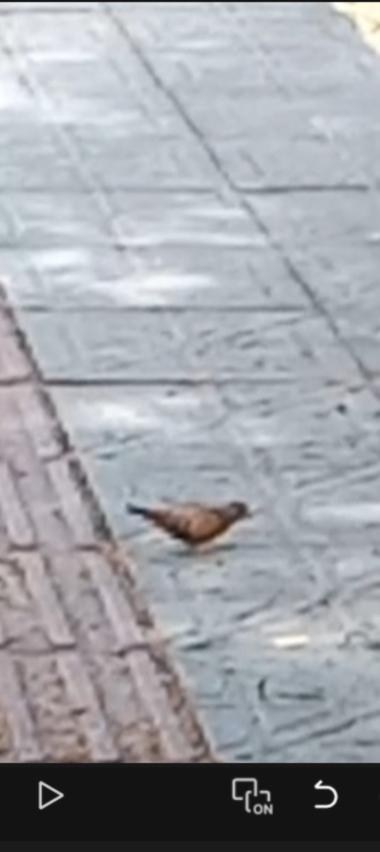 bird sp. - ML642308356