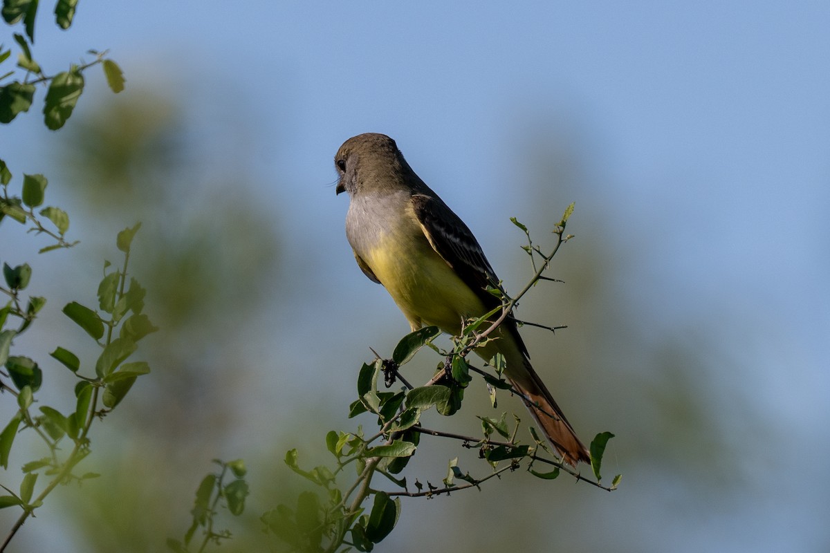 Great Crested Flycatcher - ML642308358