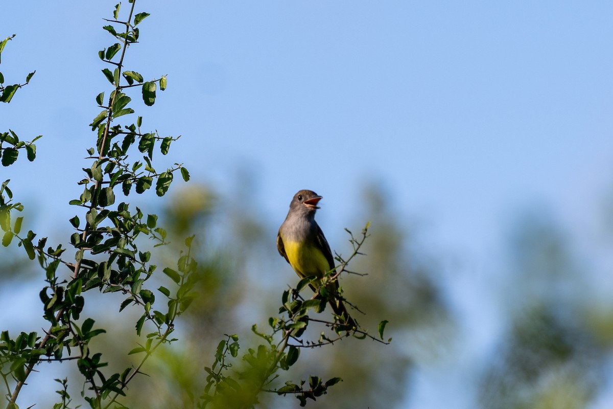 Great Crested Flycatcher - ML642308359