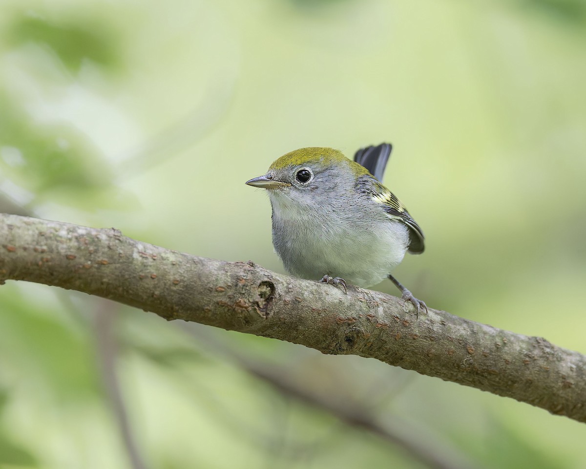 Chestnut-sided Warbler - ML642308360
