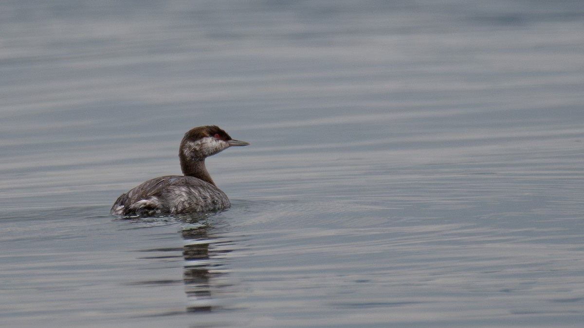 Horned Grebe - ML642308379