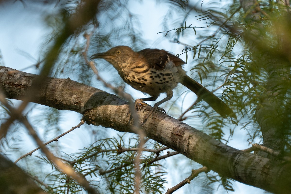 Long-billed Thrasher - ML642308386