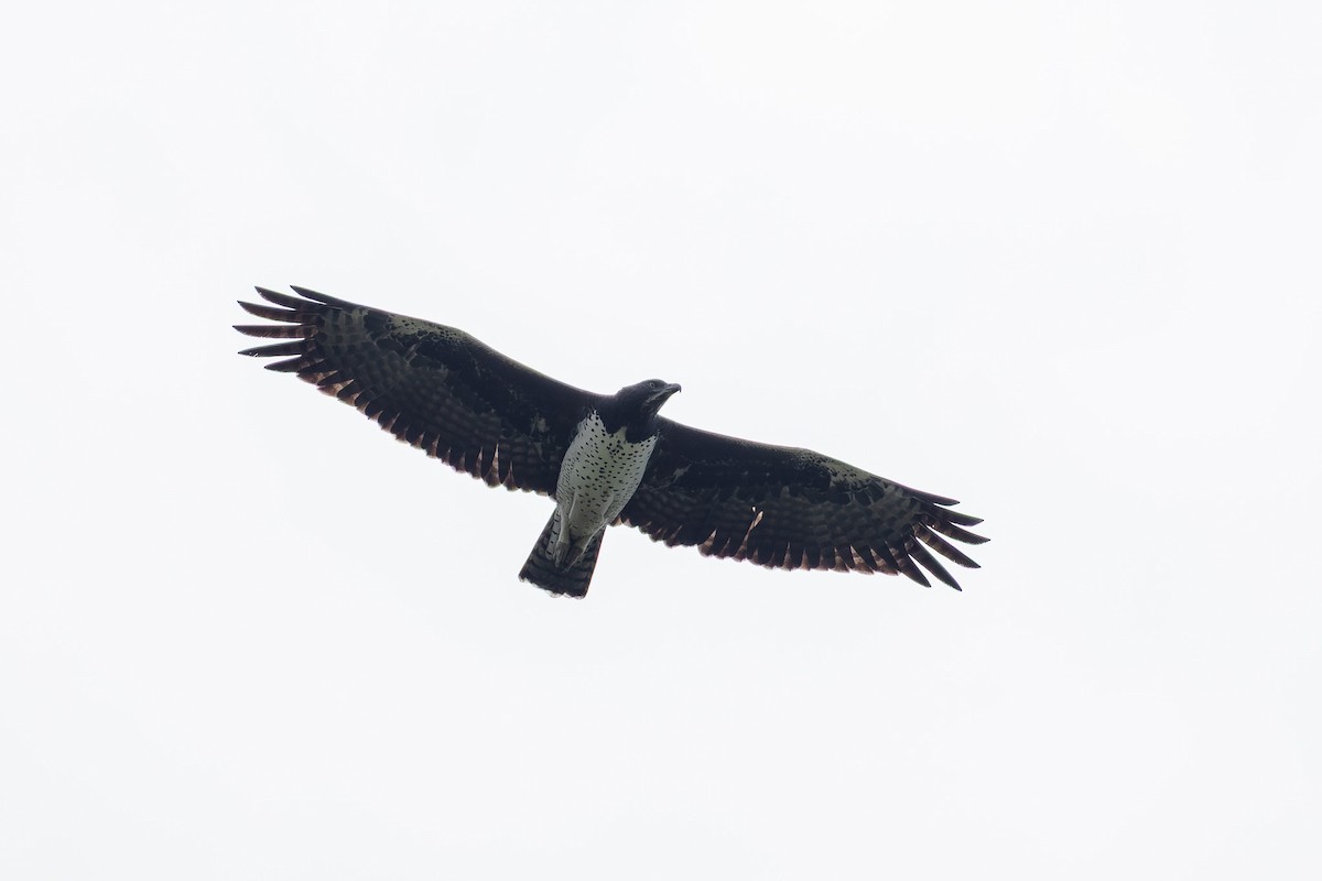 Martial Eagle - ML642308397