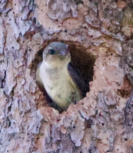 Violet-green Swallow - ML642308434