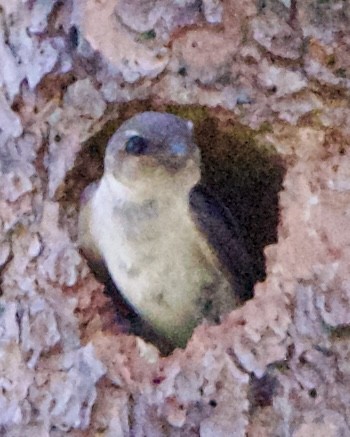 Violet-green Swallow - ML642308436