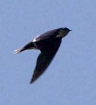 Violet-green Swallow - ML642308444