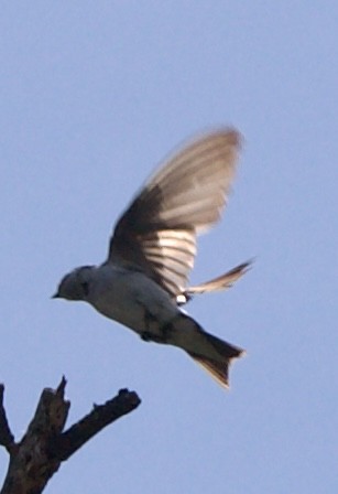 Violet-green Swallow - ML642308446