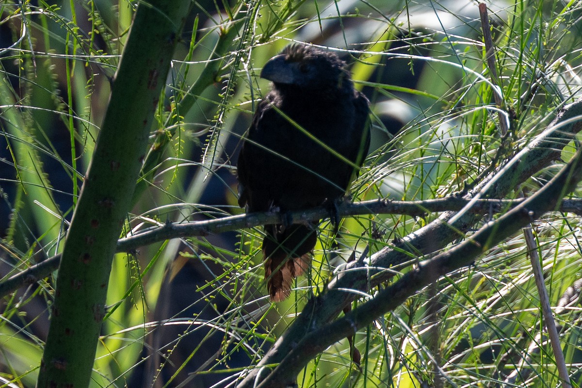Groove-billed Ani - ML642308489