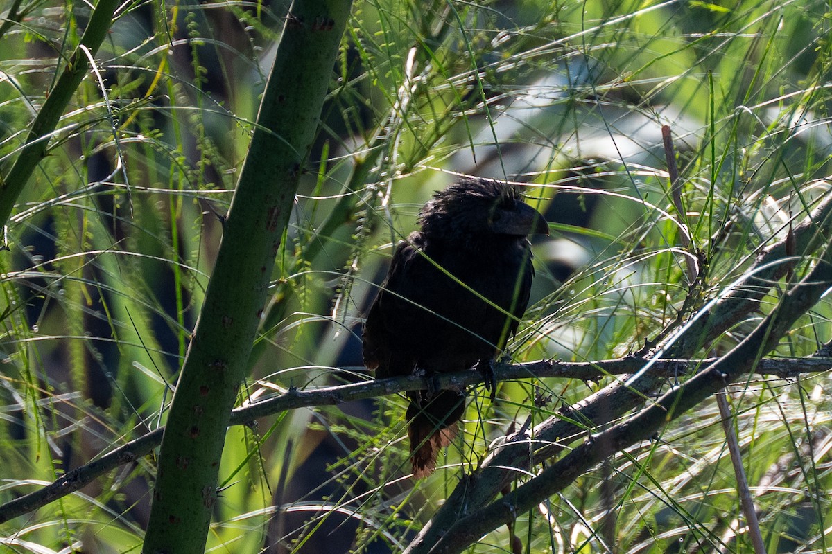 Groove-billed Ani - ML642308490