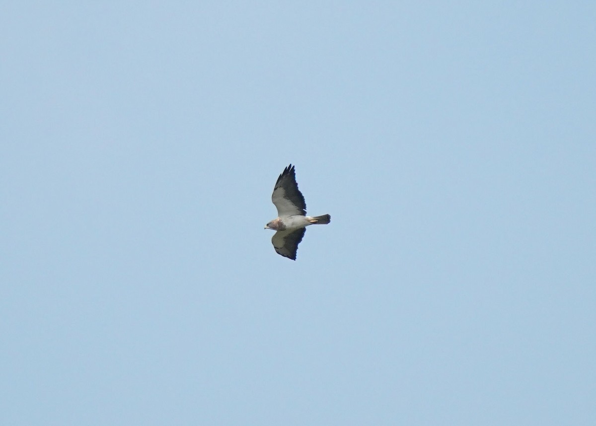 Swainson's Hawk - ML642308495