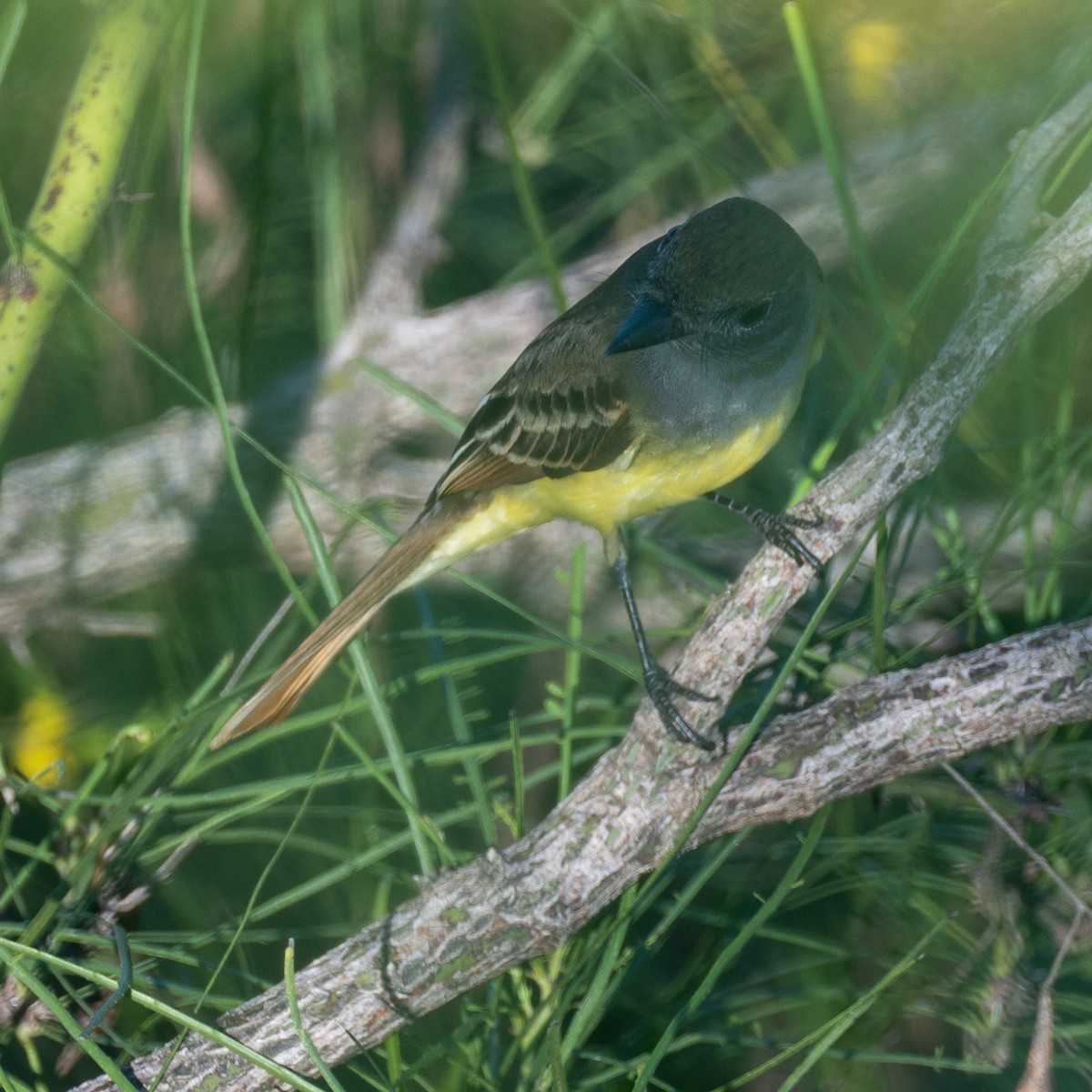 Great Crested Flycatcher - ML642308521