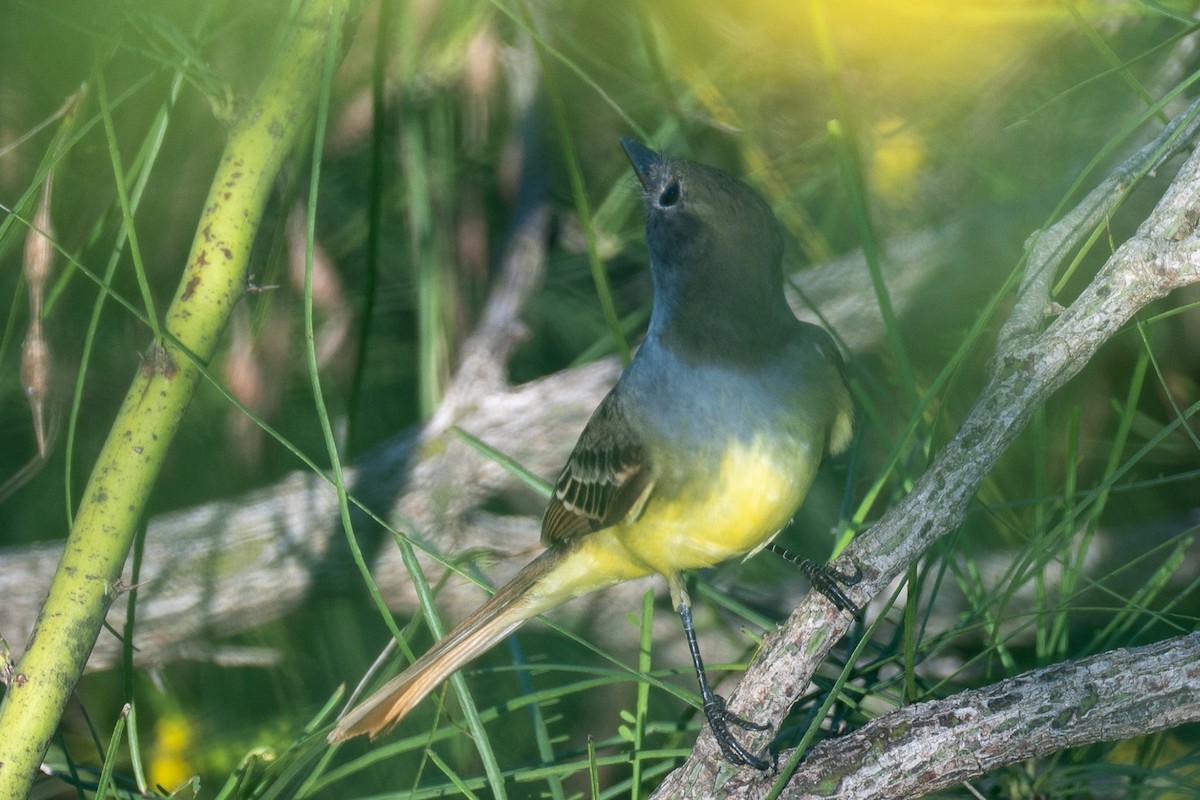 Great Crested Flycatcher - ML642308522