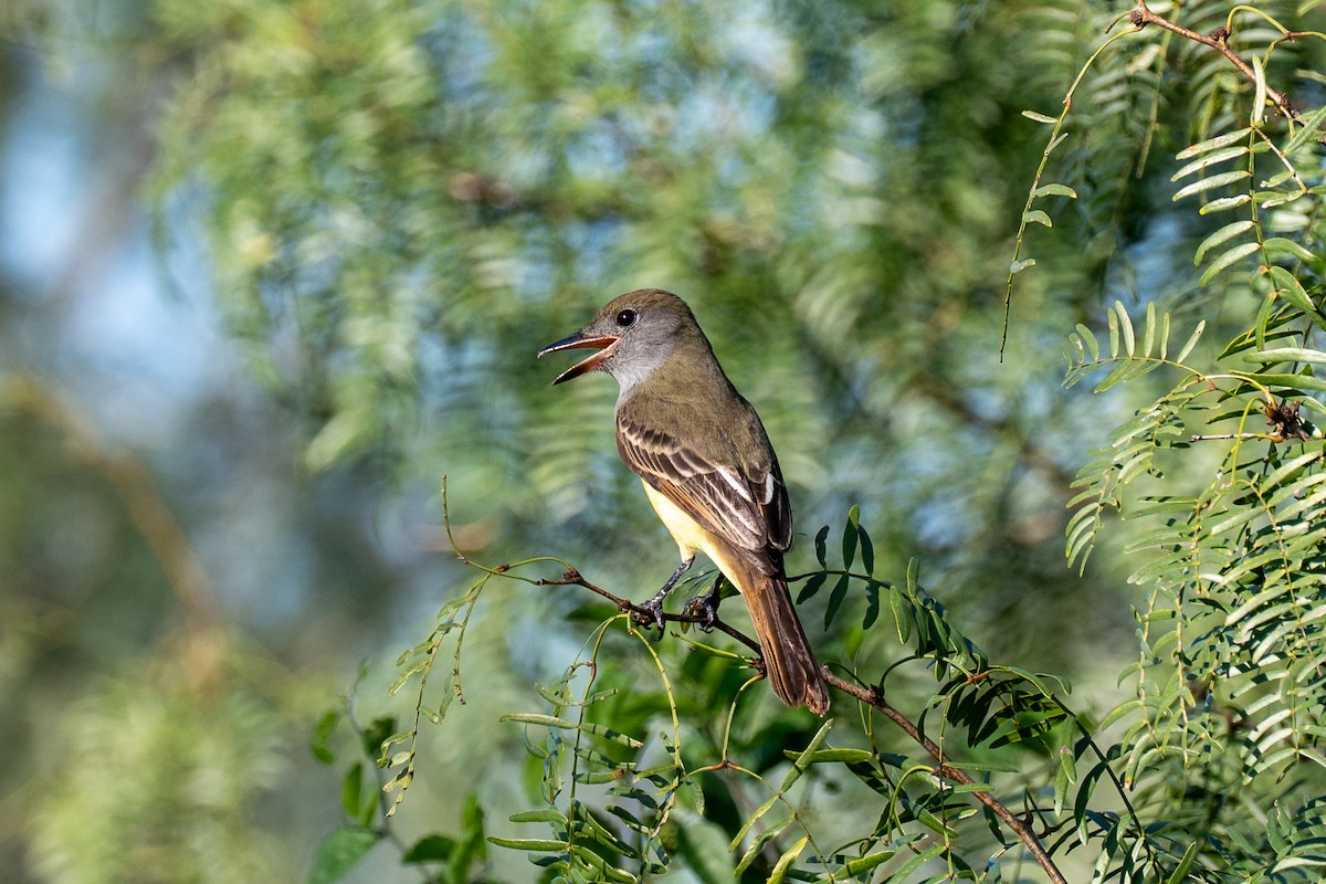 Great Crested Flycatcher - ML642308523