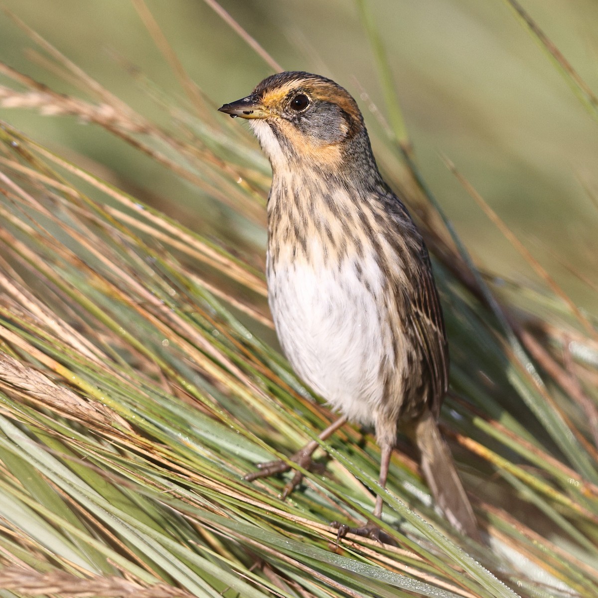 Saltmarsh Sparrow - ML642308531